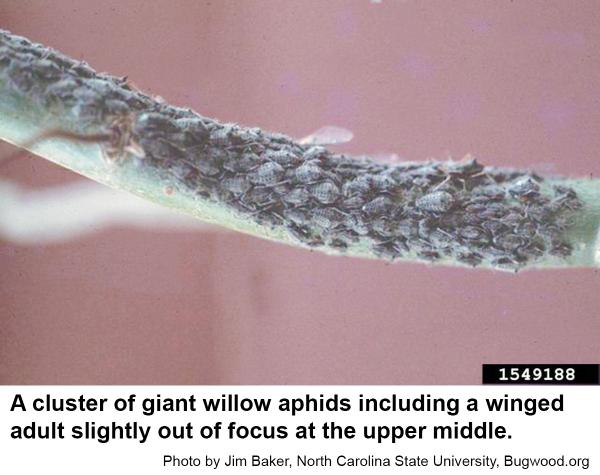 giant willow aphids